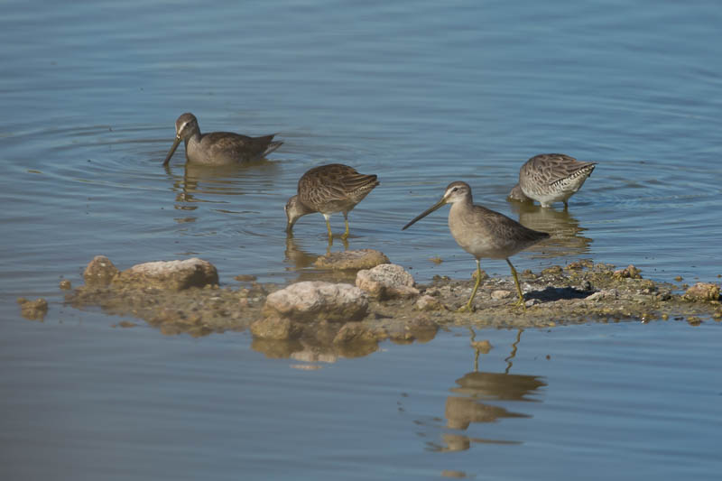 Gestreepte Strandloper